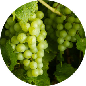 Grape Juice for Abhishek ( Full)