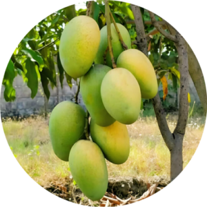 Mango Juice for Abhishek (Full)