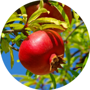 Pomegranate Juice for Abhishek (Full)